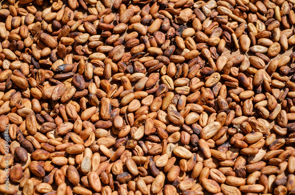 Drying of cocoa beans after the harvest. Raw cacao beans. Drying of cocoa beans after the harvest. Raw cacao beans.