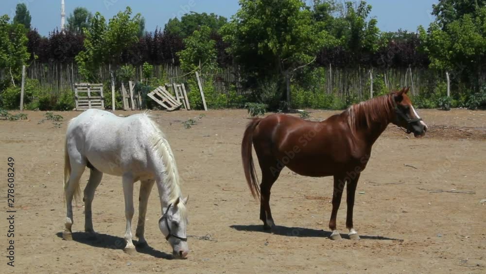 Horses walking around on horse farm on a sunny day Horses walking around on horse farm on a sunny day