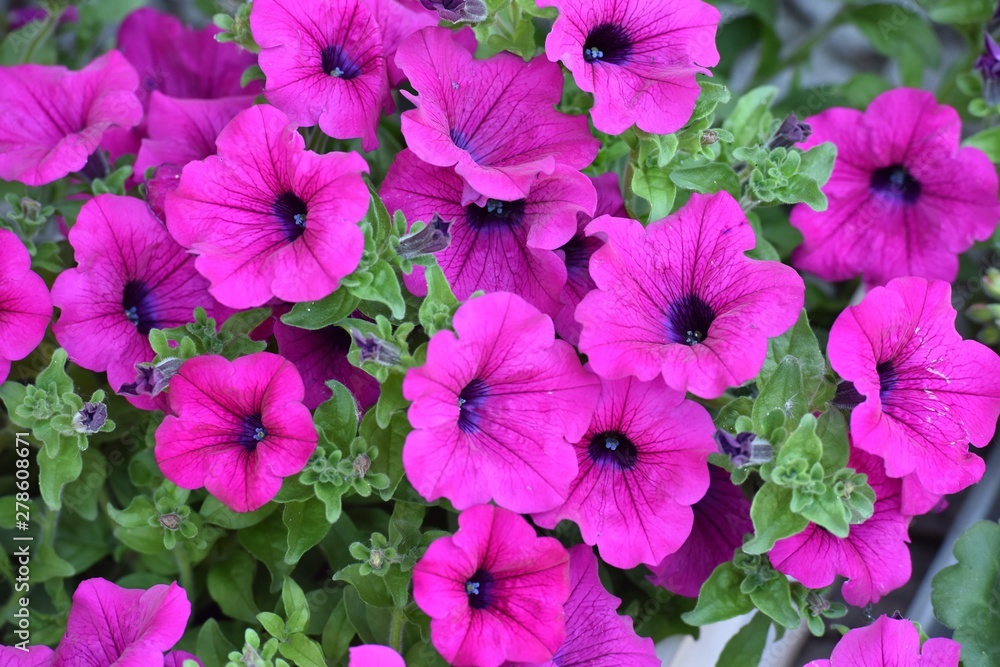 Pink Petunia Flowers. Flower Care. Summer Garden. Pink Petunia Flowers. Flower Care. Summer Garden.