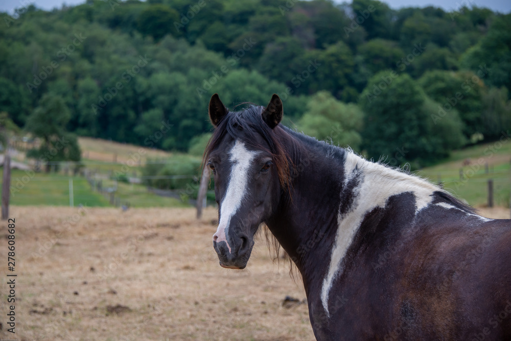 Obraz premium Pferd schwarz, weiß