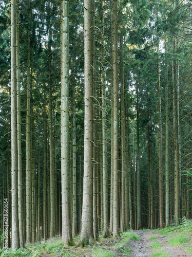 straight trunks on spruce trees in belgian forest in the ardennes region