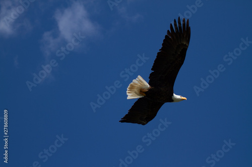 Eagle soaring