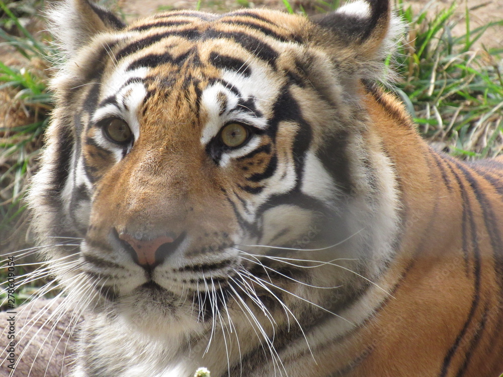 Fototapeta premium Tiger