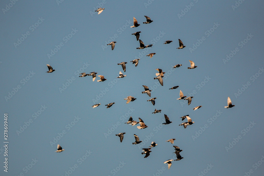 flock of birds flying in blue sky flock of birds flying in blue sky