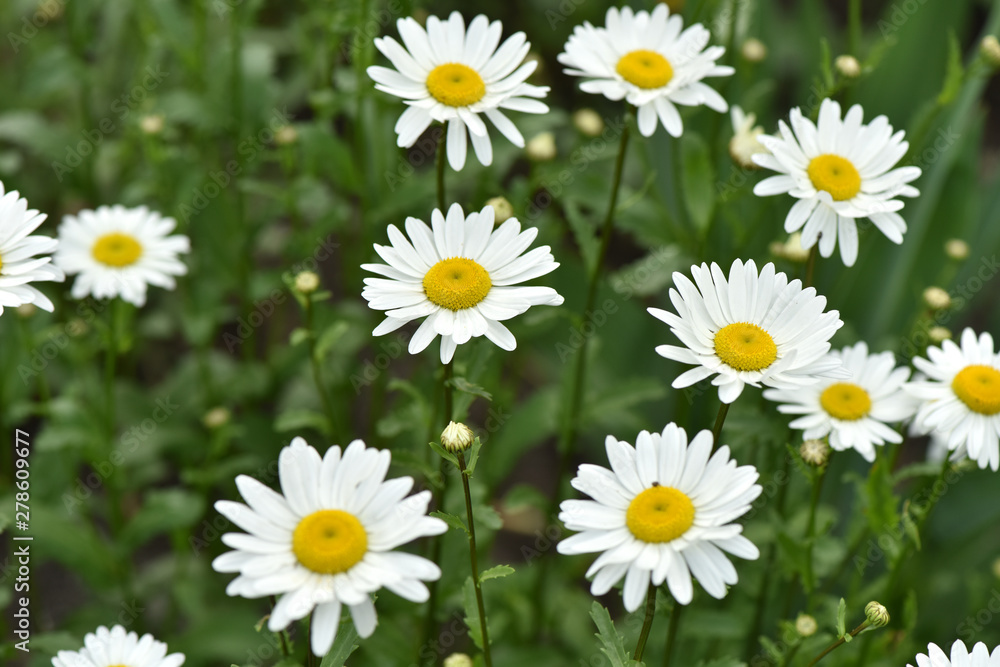 Daisy flowers grow on the field. Daisy flowers grow on the field.