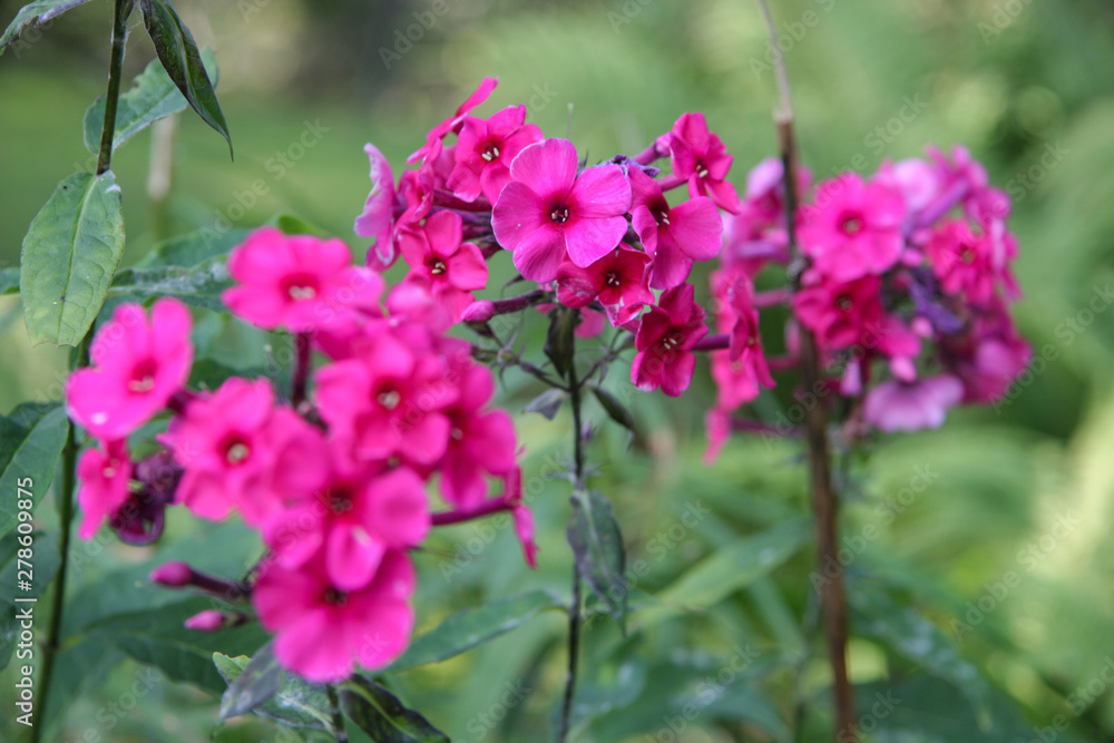 Three stalks and many small flowers of fuchsia color. Focus on central. Green background blurred. Three stalks and many small flowers of fuchsia color. Focus on central. Green background blurred.