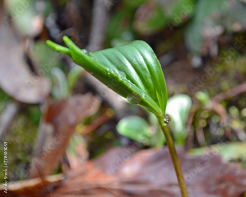 water on leaf