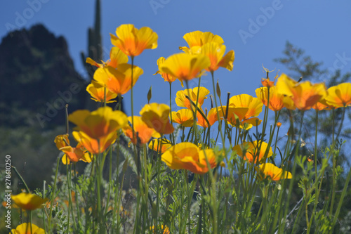 field of yellow flowers