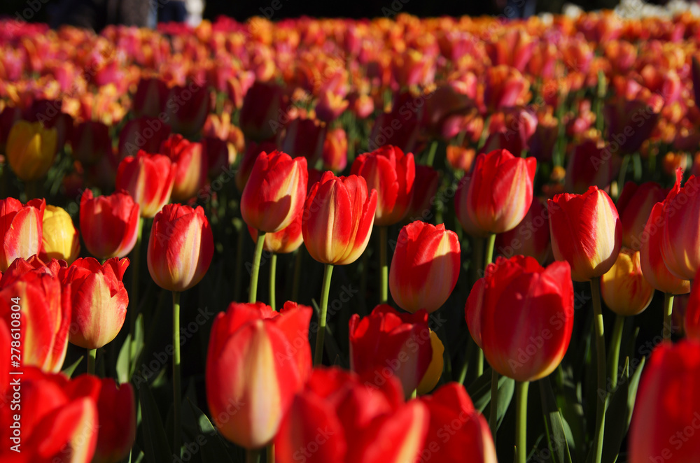 Red tulips banner. Glade of tulips flowers with open buds. Exhibition of flowers in the spring. Romantic background. Red glade of tulip in summer meadow for a romantic design.