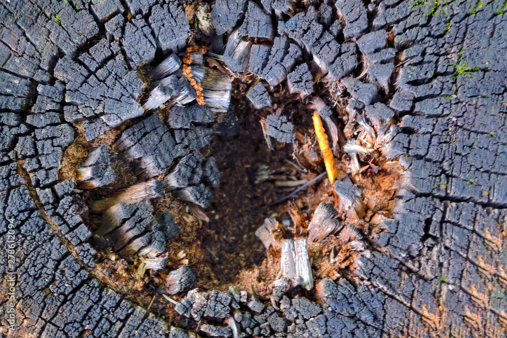 The texture of the slice of the old rotten stump with cracks and annual rings.
