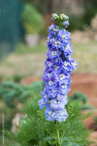 blue Larkspur flowers in the cottage garden - delphinium elatum