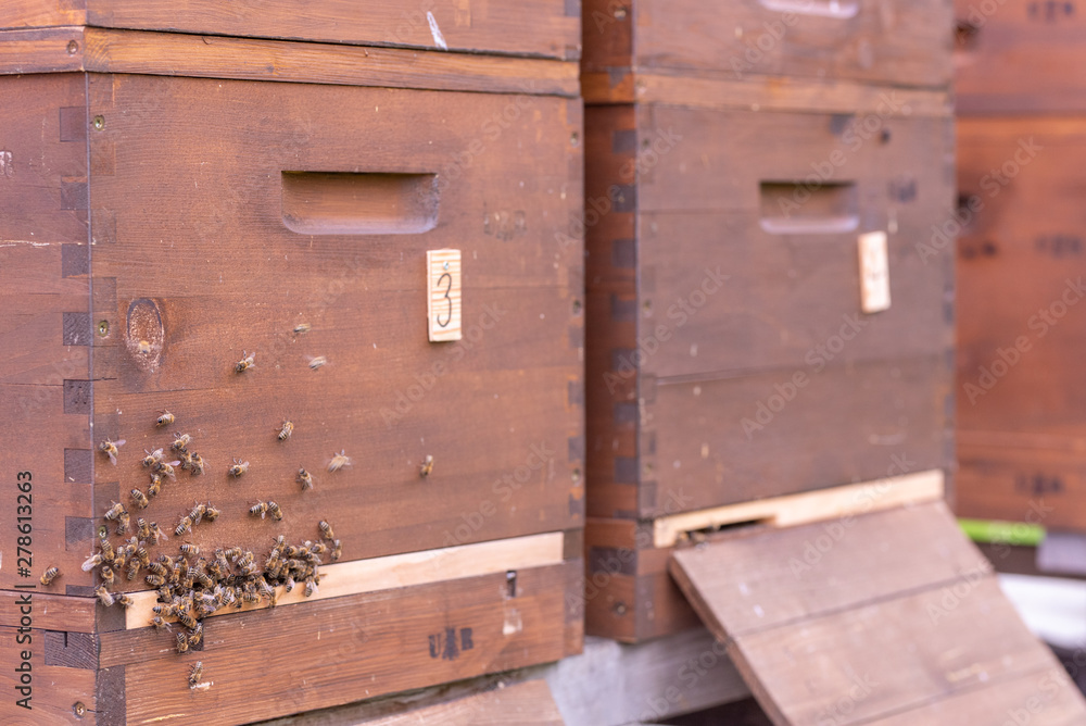 beekeepers bees 