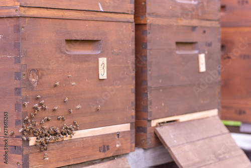 beekeepers bees 