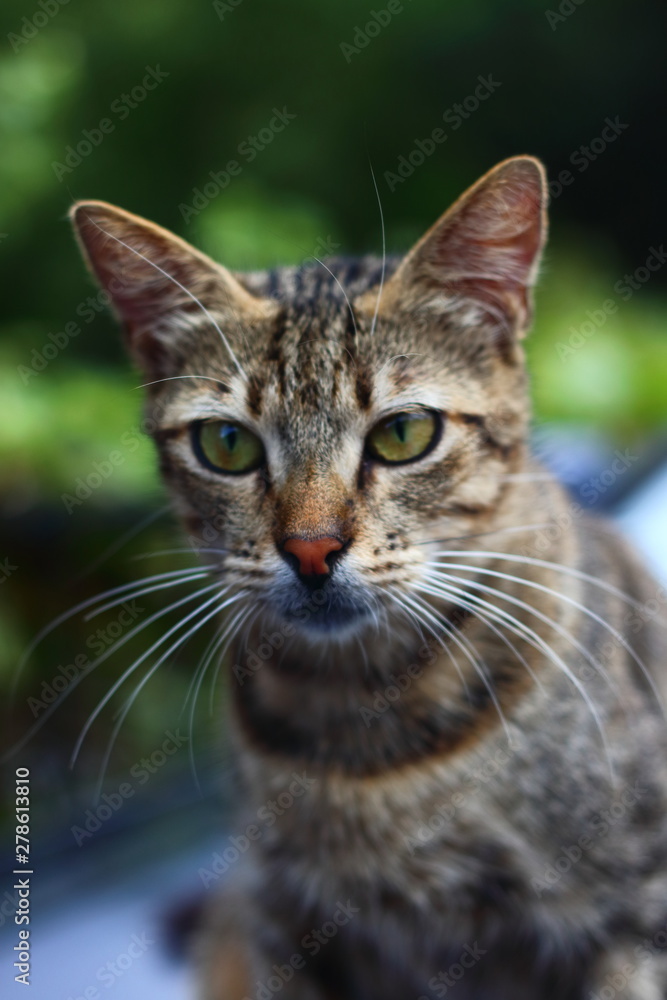 Brown cat ,street cat in istanbuk Brown cat ,street cat in istanbuk