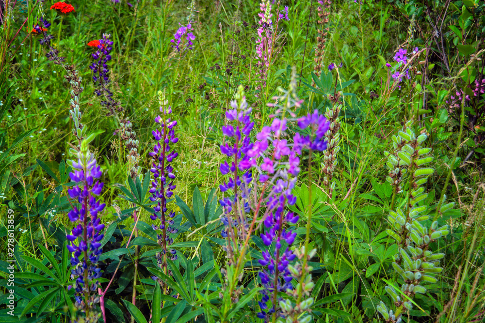 Fototapeta premium Lupinus field with pink purple and blue flowers. Flowering Lupinus perennis, closeup. Sundial lupine, beautiful in summer bloom garden.