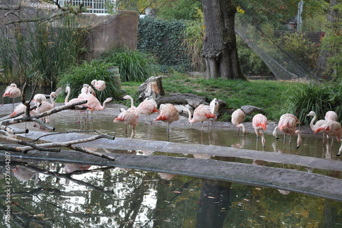 flamingo 2