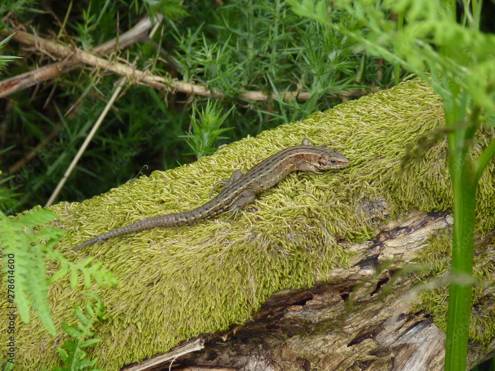 Common or Viviparous Lizard, Glen Rosa, Isle of Arran, Scotland Common or Viviparous Lizard, Glen Rosa, Isle of Arran, Scotland