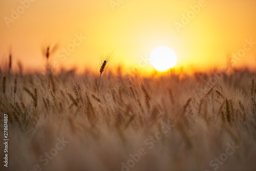 Field with a harvest of ripe golden wheat, sunset.