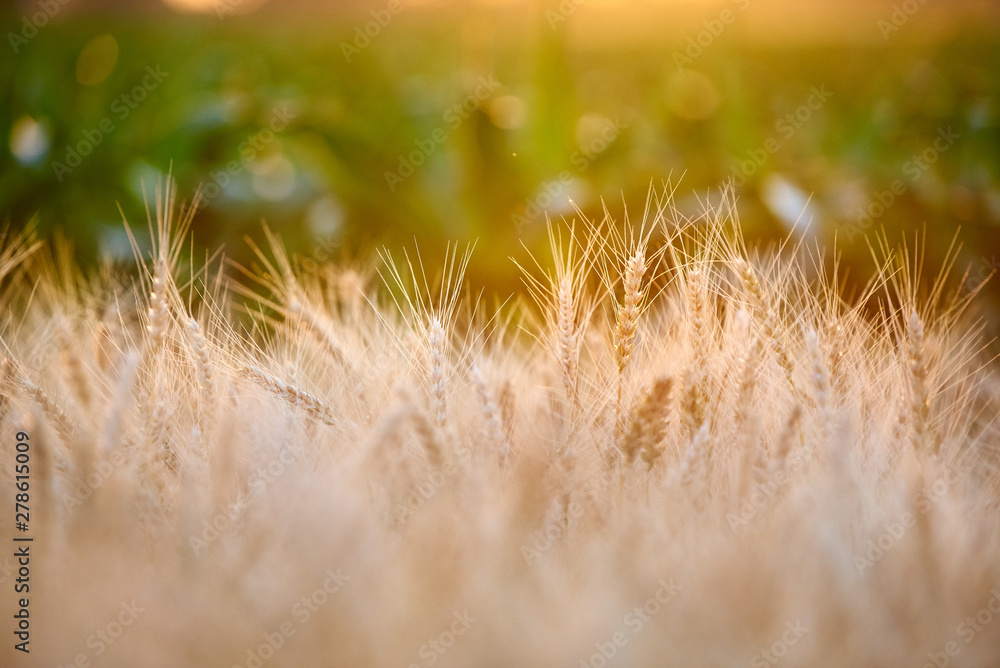 Field with a harvest of ripe golden wheat, spikelets at sunset.