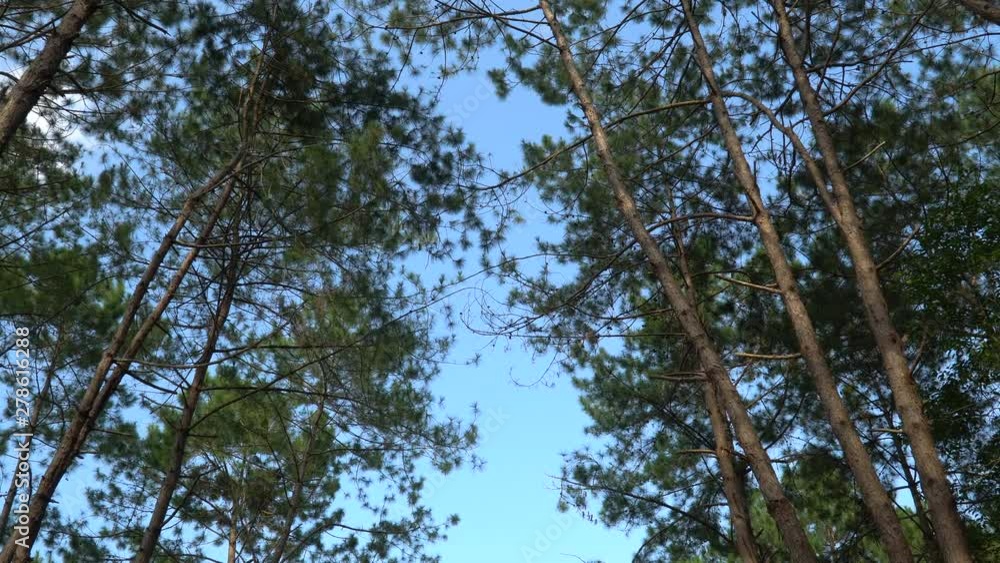 Forest trees and sunlight dolly moving low angle shot Forest trees and sunlight dolly moving low angle shot