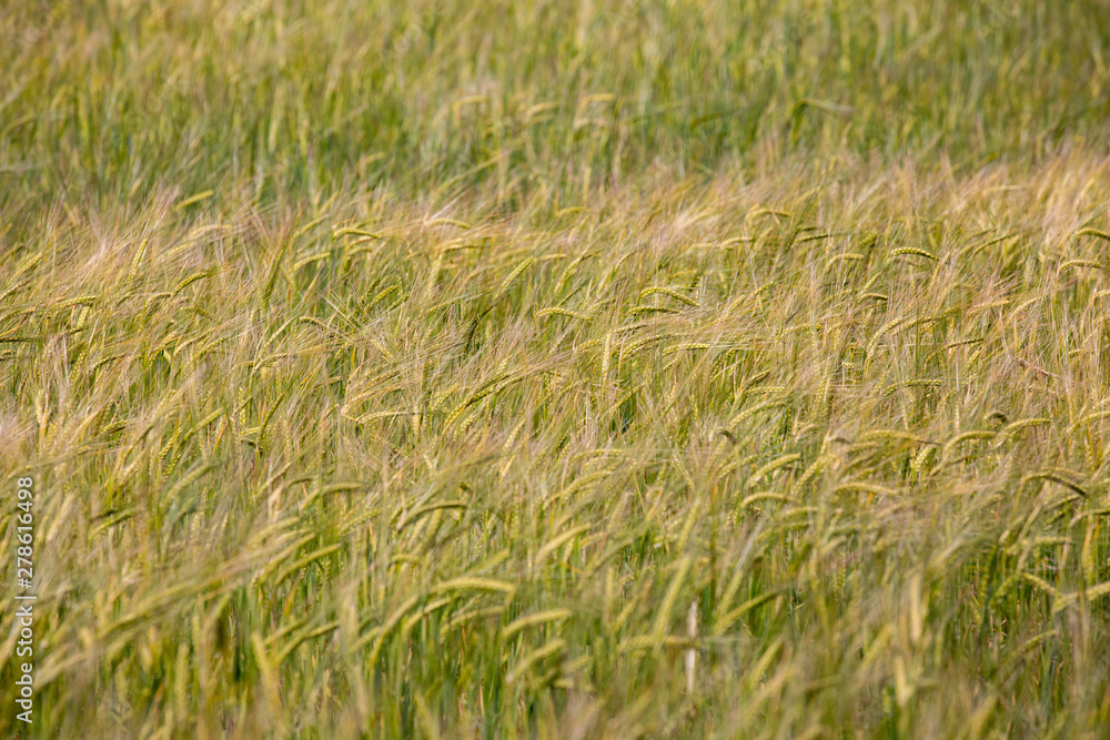 Fototapeta premium fragment of rye field with waves of wind