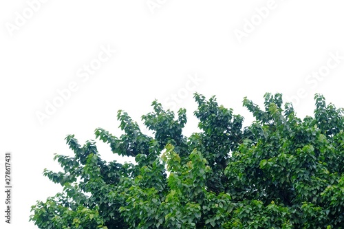Tropical tree with leaves branches growing in a garden on white isolated background for green foliage backdrop 