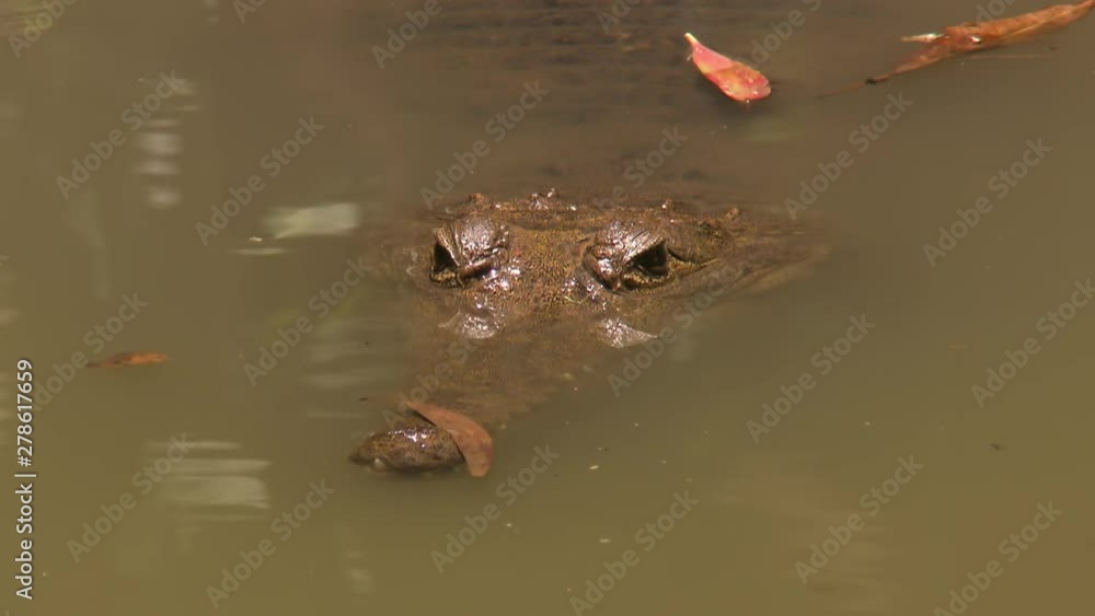 Front view of a Johnston's crocodile, mostly submerged in muddy brown water, with just its eyes and snout visible Front view of a Johnston's crocodile, mostly submerged in muddy brown water, with just its eyes and snout visible
