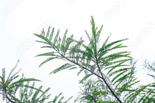 green tree leaves isolated on white