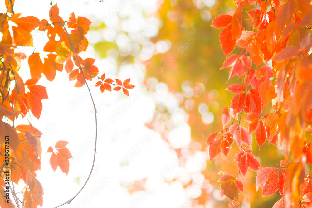 Colorful leaves of wild grapes. Red leaves on a vine twine a tree. Autumn colored leaves in the sun. Creative copy space Colorful leaves of wild grapes. Red leaves on a vine twine a tree. Autumn colored leaves in the sun. Creative copy space