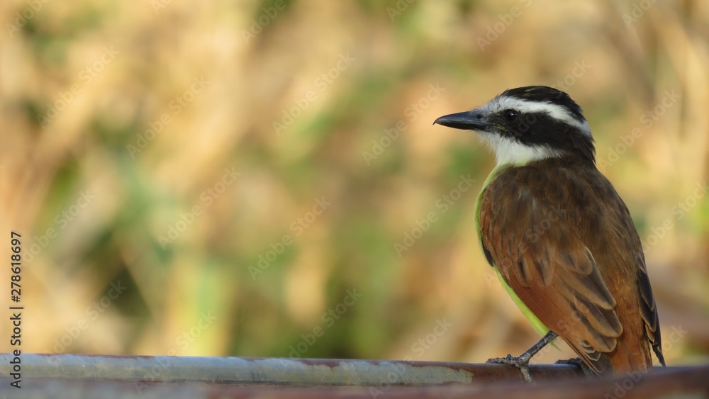 bird on a branch bird on a branch