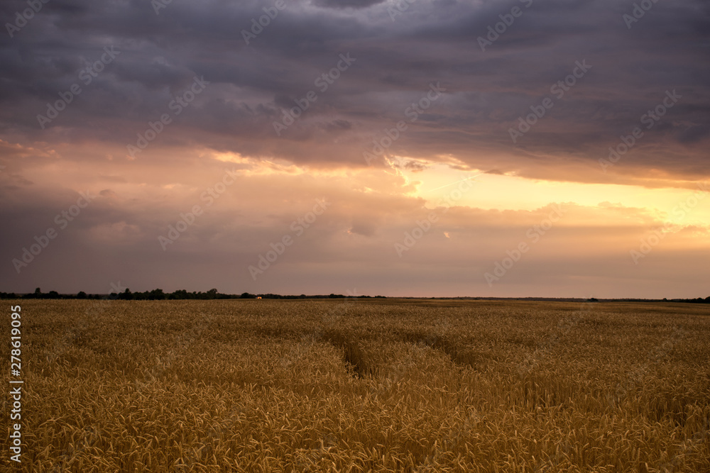Romantic Wheat Field