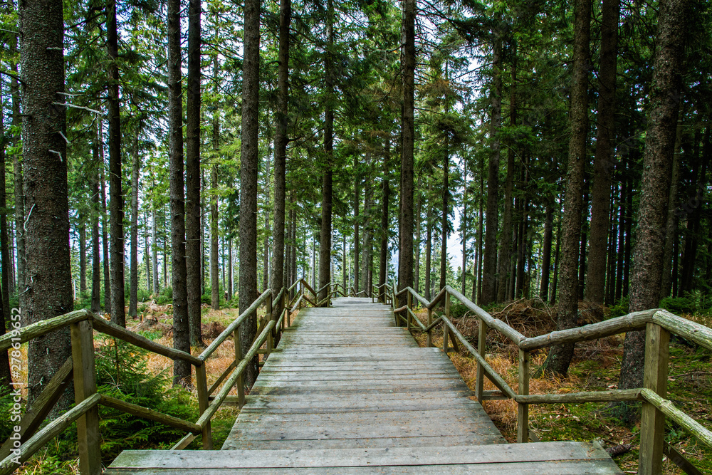 Obraz premium wooden bridge in the forest