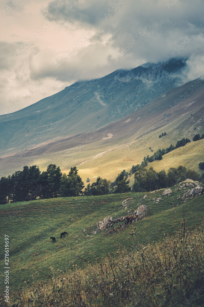 Obraz premium horses grazing in the meadows in the sky the eagle