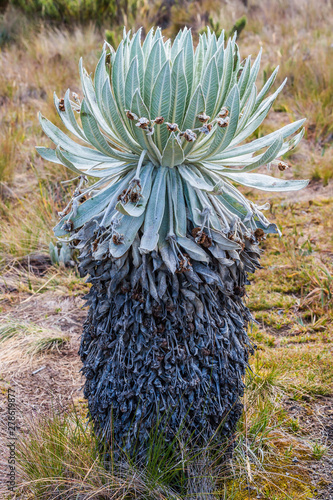 Espeletia Frailejones of the Paramo de Oceta Mongui Boyaca in Colombia South America photo