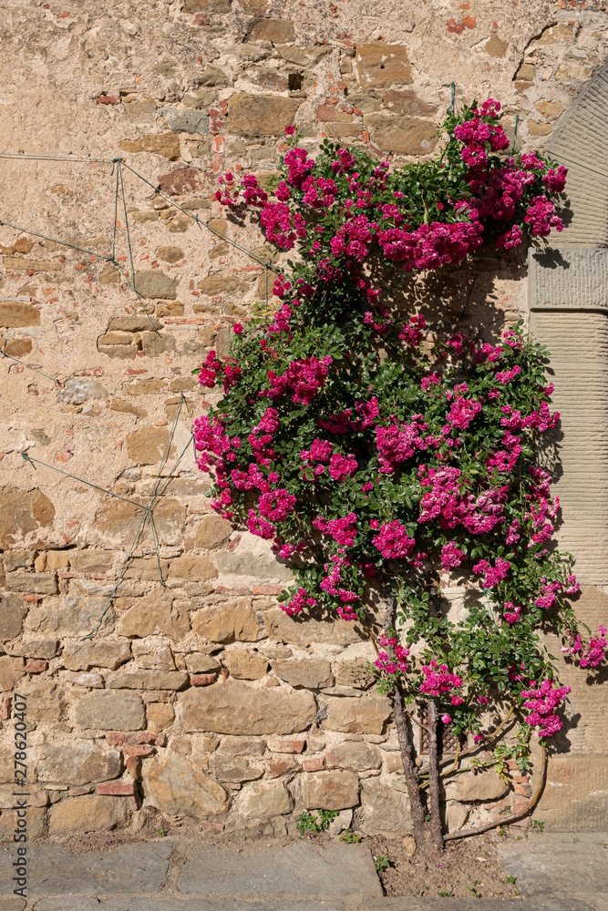 Blumengewächs an alter italienischer Hauswand