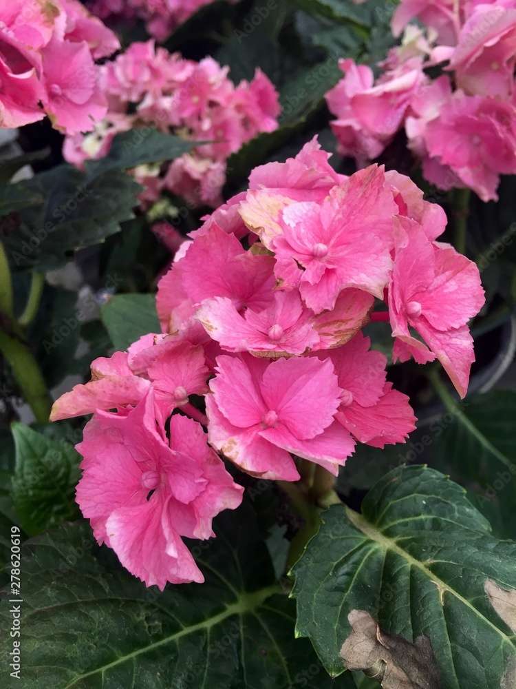 pink hydrangea summer