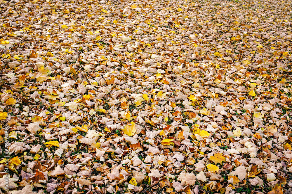 textural background of yellow dry fallen autumn leaves covering ground textural background of yellow dry fallen autumn leaves covering ground