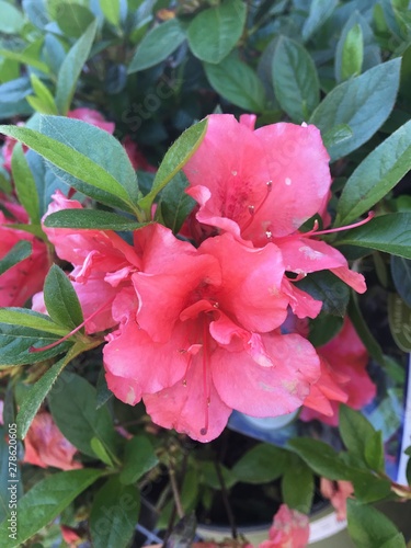 pink azalea flower close up