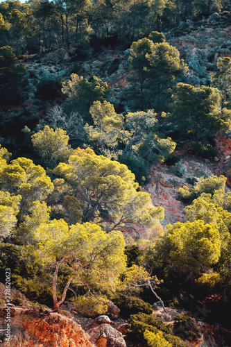 Mountain pine tree texture with contrast. Cap de Formentor, Serra de Tramuntana, Mallorca, Spain , Balearic Islands