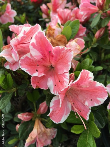 pink white azaleas