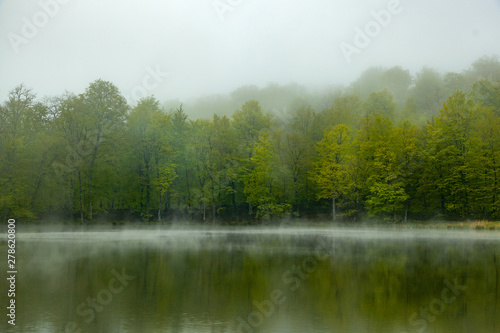 green tree forest and lake under sky