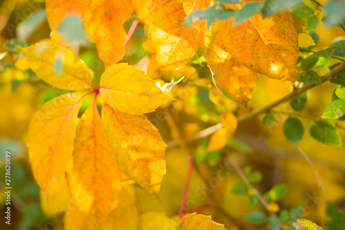 Colorful leaves of wild grapes on a blurred background. Autumn colored leaves in the sun. Background of yellow leaves. Copy space