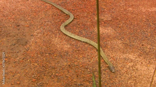 Wide high angle shot of a yellow mulga snake slithering across red pebles and sand