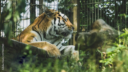 Amurian Tiger in the Korkeasaari Zoo, Helsinki Finland. photo