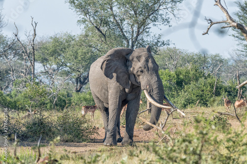 Elephant with large tusks in Mpumalanga in South Africa