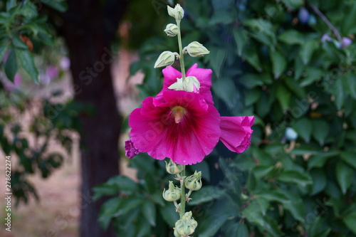 Wallpaper Mural Malwa Torontodigital.ca