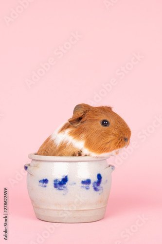 A cute small baby guinea pig sitting in a cologne earthenware pot on a pink coloured background