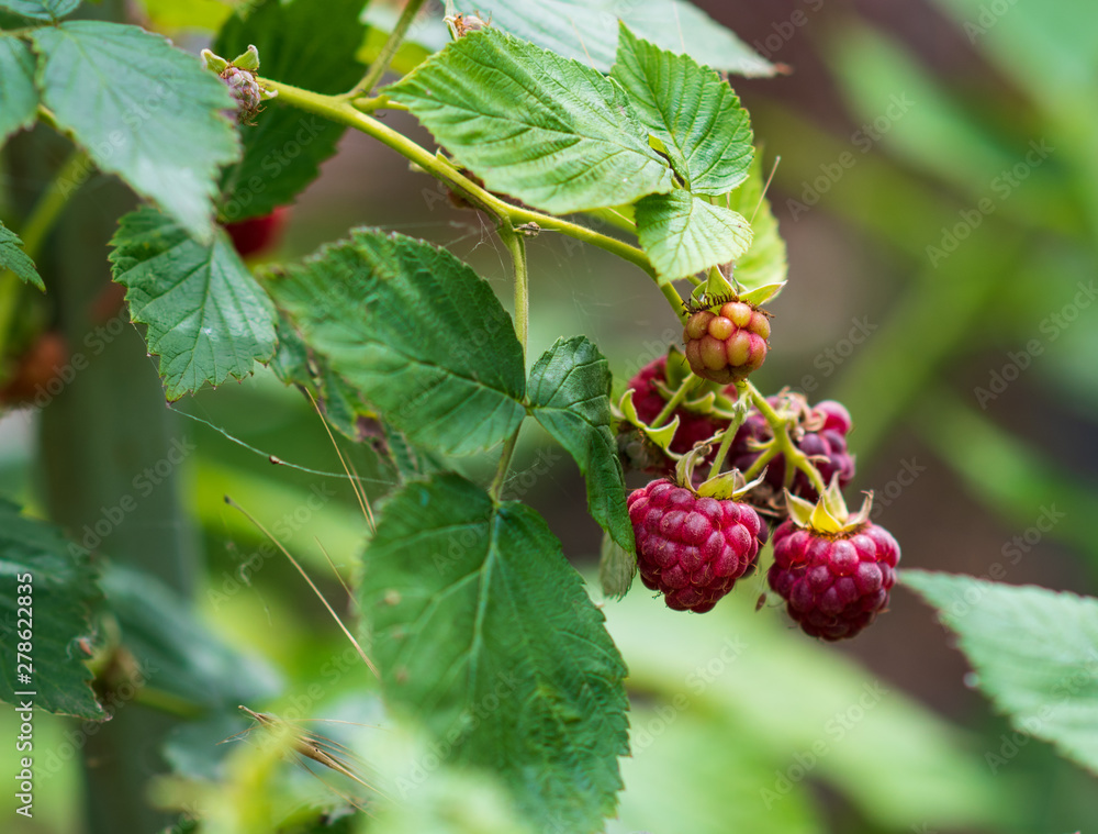 Closeup of ripe delicious organic raspberries on the bush. eco gardening. Closeup of ripe delicious organic raspberries on the bush. eco gardening.