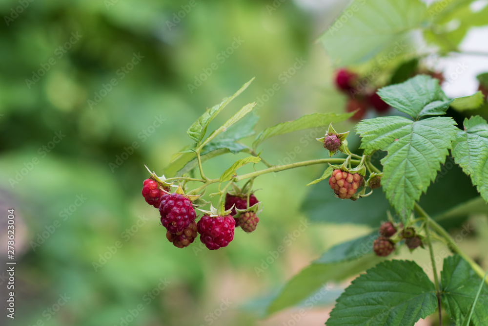 Closeup of ripe delicious organic raspberries on the bush. eco gardening. Closeup of ripe delicious organic raspberries on the bush. eco gardening.