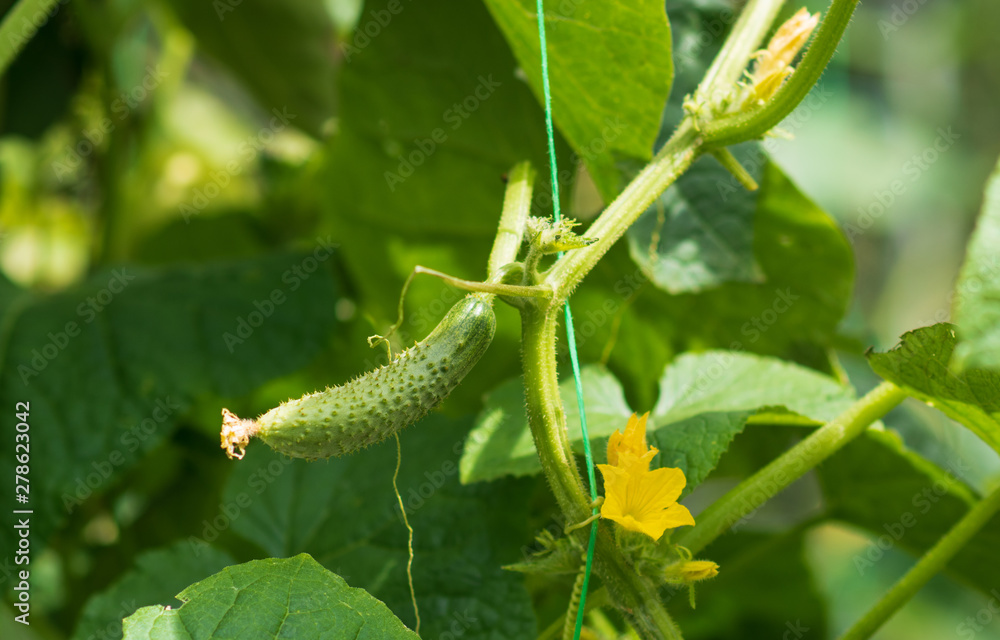 Cucumber branch with flowers and fruits in the garden .Cucumber sativus. Cucumber growing in the garden.Cultivation of vegetables. Agriculture.